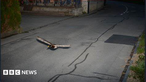 Speeding duck: Switzerland traffic cameras catch flying mallard