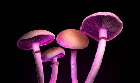 What Happens When Clergy Take Psilocybin