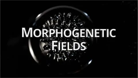 Show HN: What if code had a lifespan? A morphogenetic computing experiment