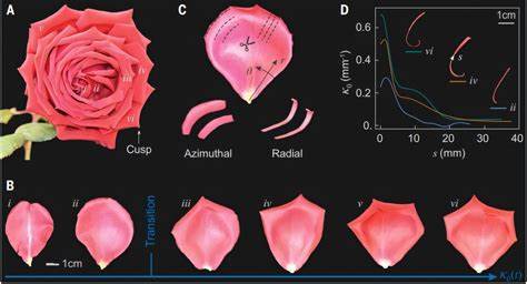Physicists uncover how geometric frustration shapes the rose's iconic blossom