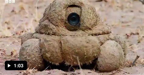 The BBC uses robo-cameras disguised as dung heaps to film wildlife up close