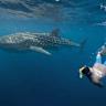  Ethereum whales, sharks keep buying up ETH as retail cashes out 