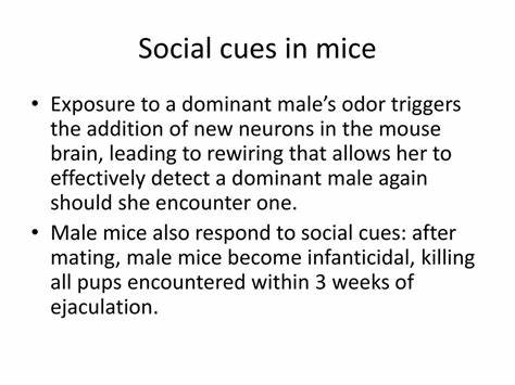 Mice use chemical cues such as odours to sense social hierarchy