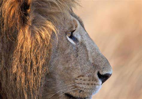 The magnificent lion: the symbol of Africa