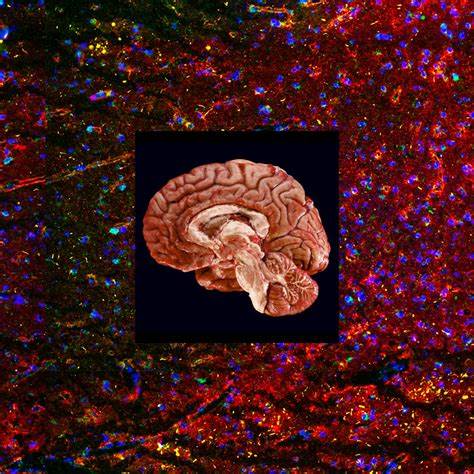 How the Brain controls ageing – and why zombie cells could be key