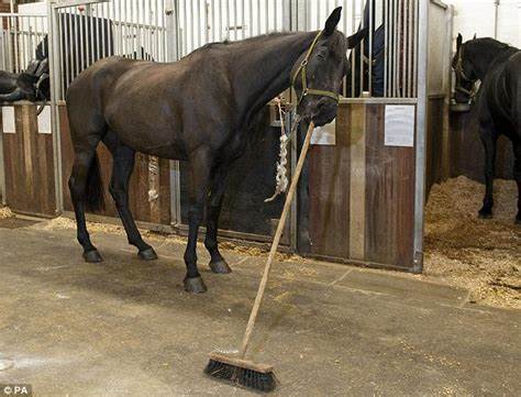 Video: Talented war horse Llamrei can sweep his own stable using broom - Yahoo Finance UK