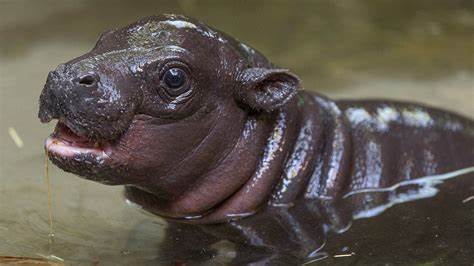 How Moo Deng, the pygmy hippo, went from zoo baby to social media icon