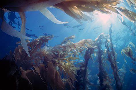 Floating kelp forests have limited protection despite intensifying heat threats
