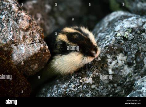 Lemming problem – On a Norwegian mountain top there is a checkerboard