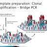 STL Therapy – A miRNA-gated self-terminating RNA virus to treat stage IV cancer