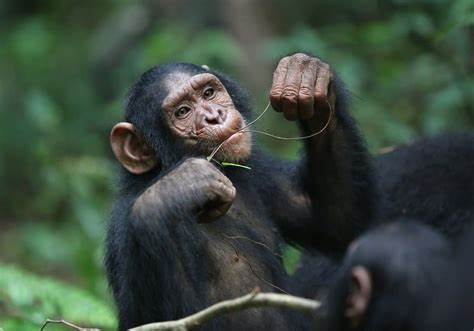 Skin wounds in humans heal nearly three times slower than in other primates
