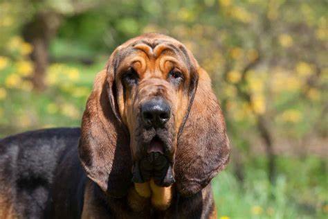 SEC: Kein bloßer Wachhund, sondern ein Bluthund mit dem Auftrag, zu beißen
