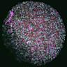 Cyborg Embryos Offer New Insights into Brain Growth
