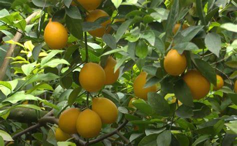 Lemons became Tajikistan's national brand