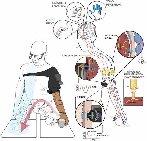 Science advances toward living muscle prosthetics