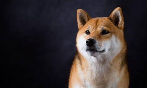 Gerade eingetroffen: Shiba Inu (SHIB) erhält Nexo-Listung, wird SHIB-Preisanstieg bewirken – CoinGape
