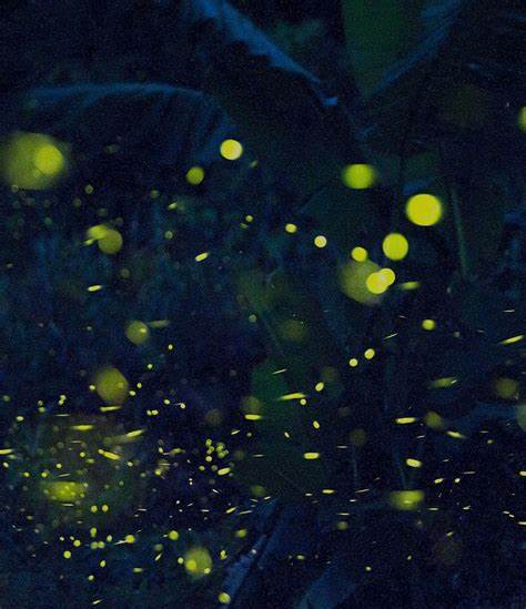 The Mathematical Mysteries of Fireflies