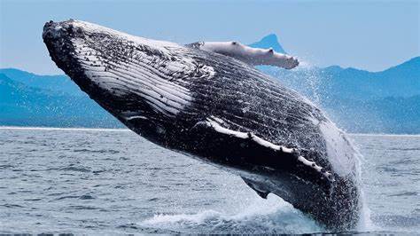 Top 10 Crypto Whales - iExpats.com