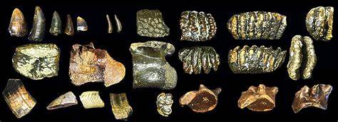 Homo erectus from the seabed, new archaeological discoveries in Indonesia