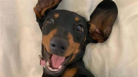 Dog found after 529 days in Australian wilderness