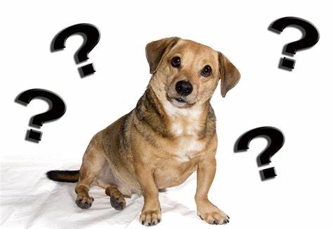 What Do Dogs Think About?