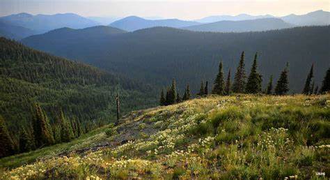' A gentle wilderness': How a bear hunt led to the push to protect the Salmo-Priest Wilderness