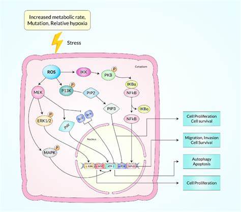 Cell cycle duration determines oncogenic transformation capacity