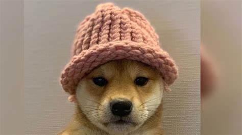 Dogwifhat ist von „Ethereum Of China“ im Stich gelassen worden, das heute um über 35 % gestiegen ist: Hier ist, was Goi ist – Benzinga

