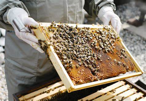 Beekeeping