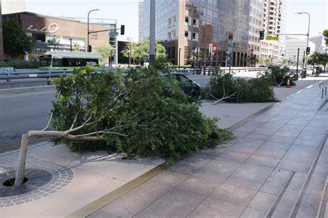'Beyond comprehension'; Chainsawed trees in L.A. hint at city core's decline