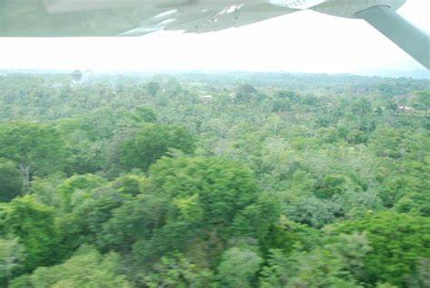 Countries could use forests to 'mask' needed emission cuts: Report
