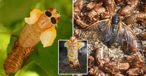 After 17 Years Underground Cicada Brood to Swarm U.S