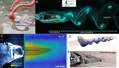 Flamingos induce vortical traps for prey capture
