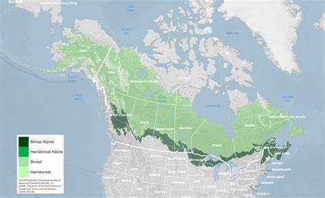 How many trees are there in the North American boreal forest?