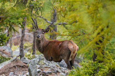 AI monitors wildlife behavior in the Swiss Alps