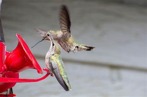 Hummingbird Feeders Drive Evolutionary Change