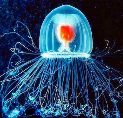 Turritopsis Dohrnii: Immortal jellyfish