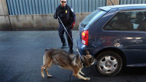 Drug-Sniffing Dogs Are Wrong More Often Than Right