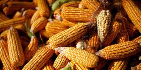 Japan's Ishiba signals increasing corn imports as part of US trade talks