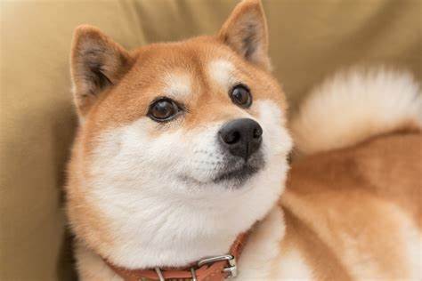 Is Shiba Inu the Smartest Investment You Can Make Today?
