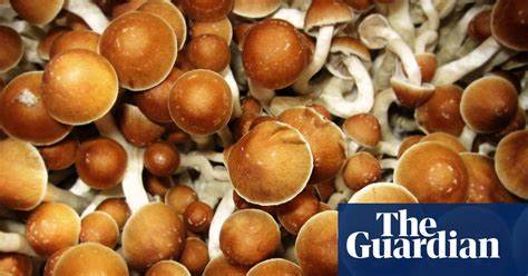 Can magic mushrooms really help you understand bitcoin? - The Guardian