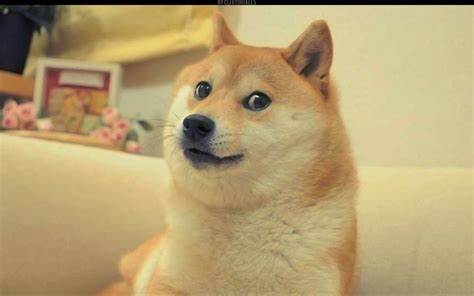 Much Wow. Doge Meme - The State Times