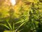 Cronos Group Inc. (CRON): Among the Best Tobacco and Cigarette Stocks to Buy Now