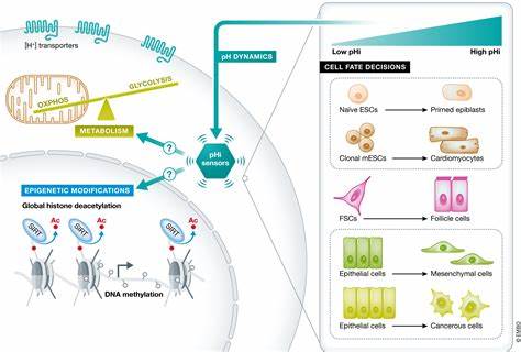 Metabolic adaptations direct cell fate during tissue regeneration