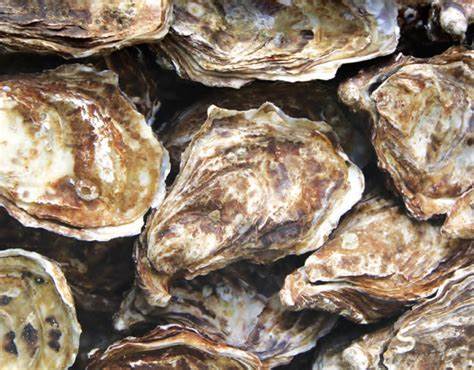 Pacific Seafood plans EU expansion as first office lands in Europe