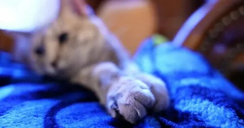 California one step closer to banning cat declawing after bill passes Assembly