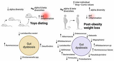 Fat 'remembering' past obesity drives yo-yo diet effect, say experts