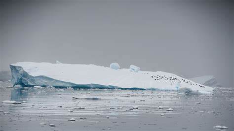 Scientists warn disease killing Antarctic animals has pandemic potential [video]