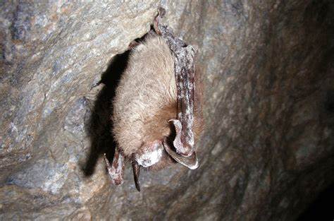 Explorers of Ukrainian caves may have brought deadly bat fungus to U.S