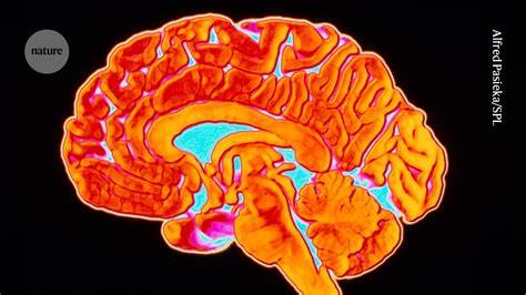 A Map of Energy (first mapping of mitochondria) in the Brain